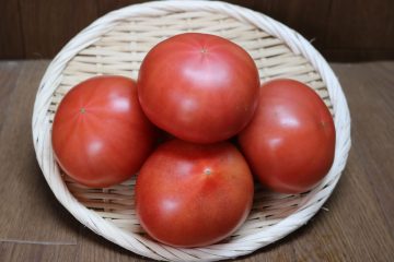 トマト　水耕栽培